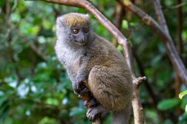 Um pequeno lêmure no galho de uma árvore na floresta tropical