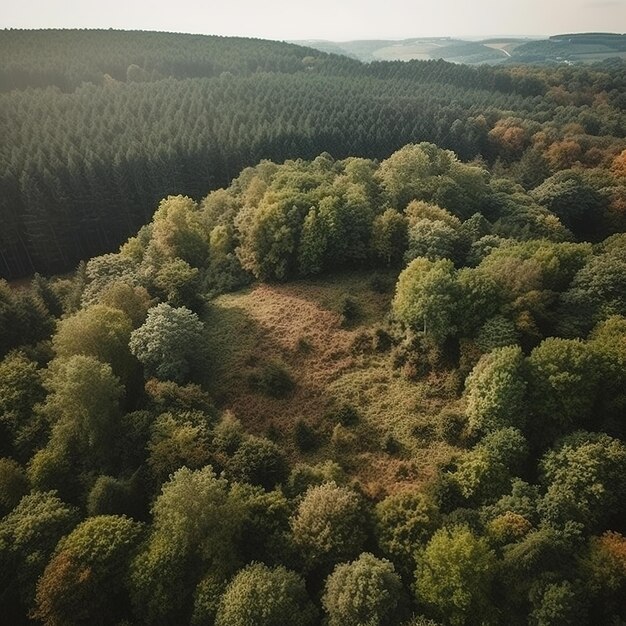 Um pequeno monte de árvores na floresta