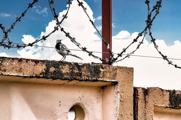 Um pequeno pássaro fica em cima do muro com arame farpado contra um céu azul O conceito de liberdade e paz