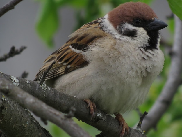 Um pequeno pássaro na natureza em um pequeno jardim na aldeia