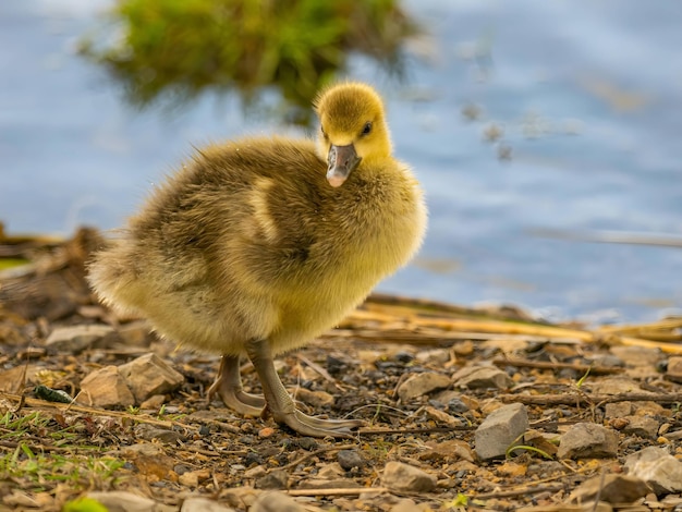 Um pequeno pato amarelo na beira da água