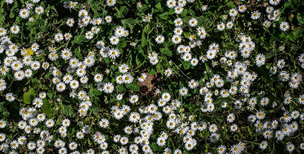 Foto um pequeno pedaço de margaridas está entre a grama e as folhas são um pouco castanhas