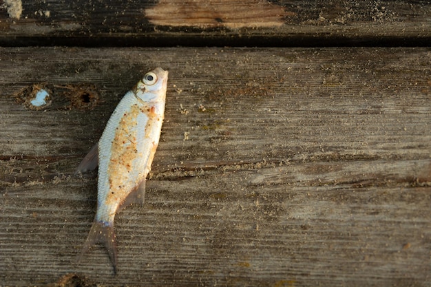 Foto um pequeno peixe apanhado em uma lagoa deitado em uma plataforma de madeira