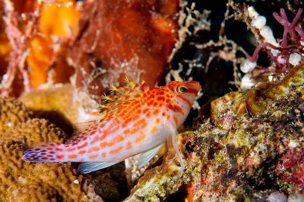 Um pequeno peixe falcão vermelho em um coral duro