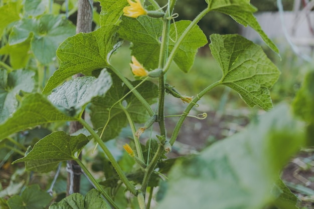 Um pequeno pepino verde com flores