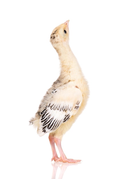 Foto um pequeno peru de frango recém-nascido isolado em fundo branco um jovem pássaro grande e bonito