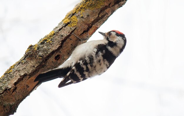 um pequeno picareto esculpe um galho de árvore em busca de comida