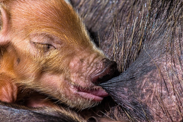Um pequeno porquinho vermelho recém-nascido suga a mama