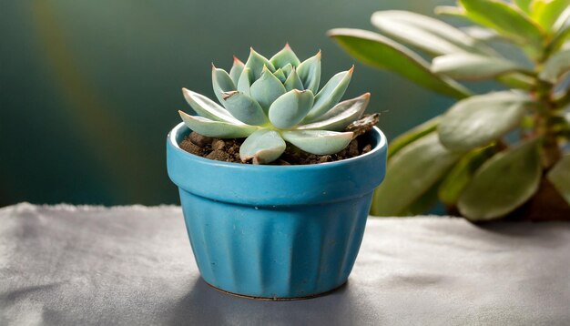 Um pequeno pote azul com uma planta suculenta nele
