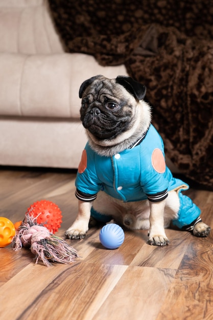 Um pequeno pug engraçado senta-se perto de seus brinquedos Brinquedos e roupas para cães pet shop