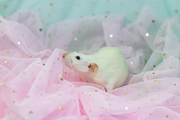 Um pequeno rato decorativo branco bonito fica entre as dobras de menta e luz rosa e tecido arejado com lantejoulas.