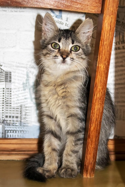 Foto um pequeno retrato em close-up de um gatinho cinzento