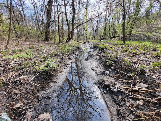 Foto um pequeno riacho florestal em um ensolarado dia de primavera em kiev, ucrânia