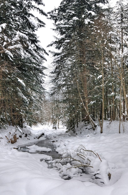 Um pequeno riacho flui por uma floresta de inverno com neve. Pinheiros e outras árvores cobertas de neve