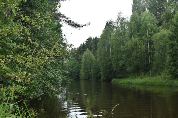 Um pequeno rio corre entre a floresta