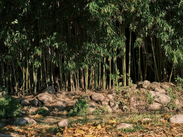 Um pequeno rio e árvores na natureza