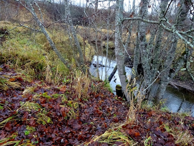Um pequeno rio selvagem com árvores caídas e muitas pedras. Um pequeno rio de trutas durante o outono.