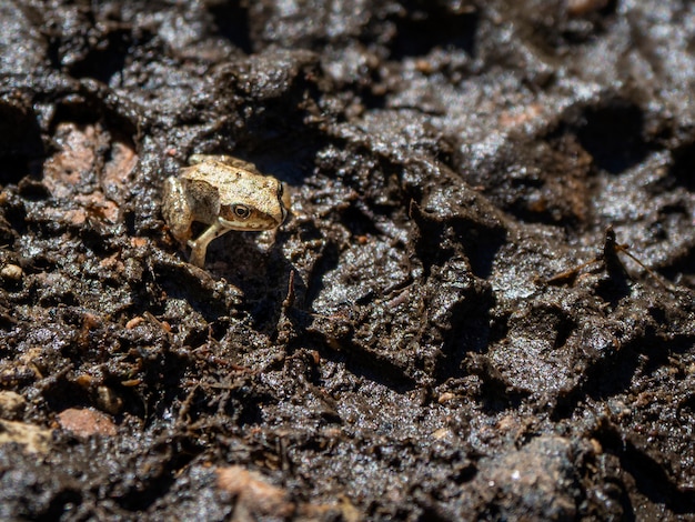 Um pequeno sapo rana na lama à noite