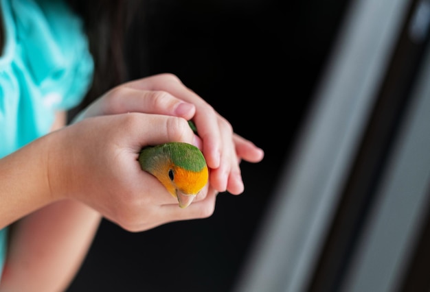 Um periquito empoleirado em um papagaio de dedo