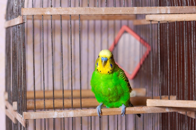 Um periquito verde e amarelo está sentado em sua gaiola