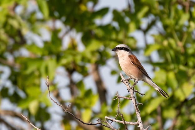 Um Picanço-de-dorso-ruivo, Lanius collurio. Na natureza.