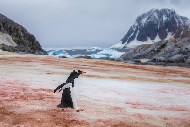 Um pinguim caminha sobre o gelo na Antártica.