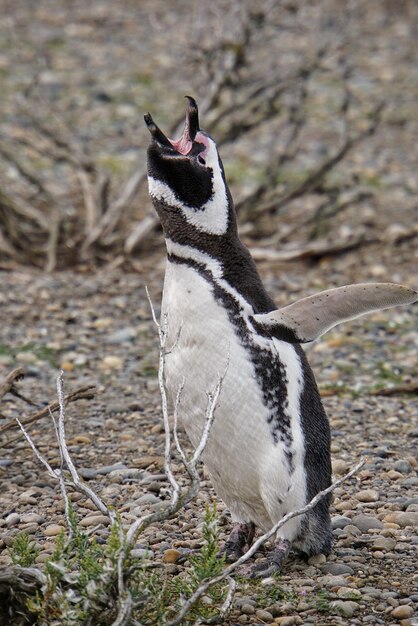 Foto um pinguim de perto em terra