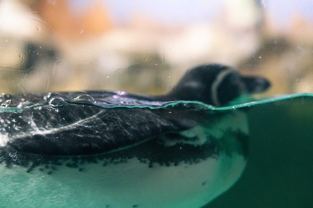 um pinguim nadando na água com a cabeça acima da superfície da água e sob a superfície da água