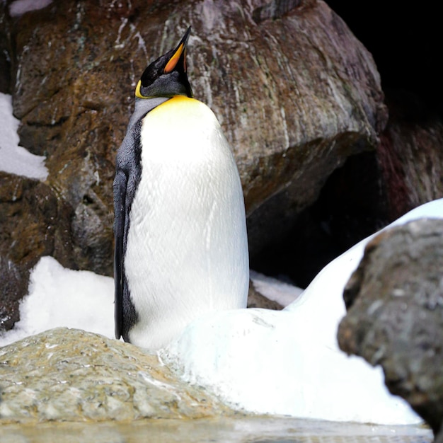 Foto um pinguim-rei aptenodytes patagonicus