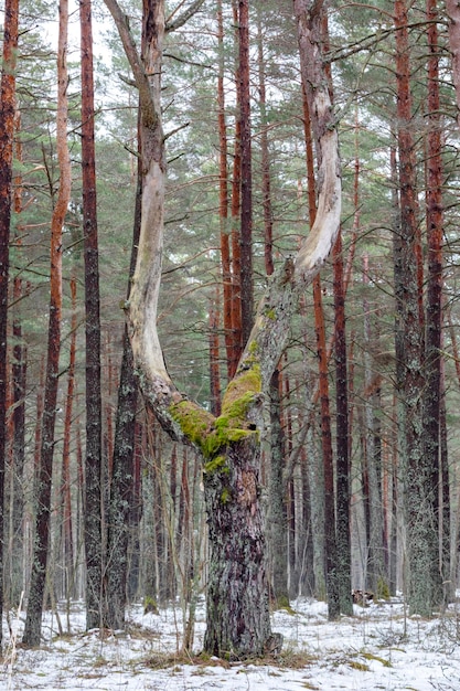 Um pinheiro com dois galhos entre outros pinheiros