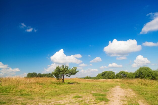 Um pinheiro solitário e baixo e espalhado no meio de um campo contra um céu azul com nuvens
