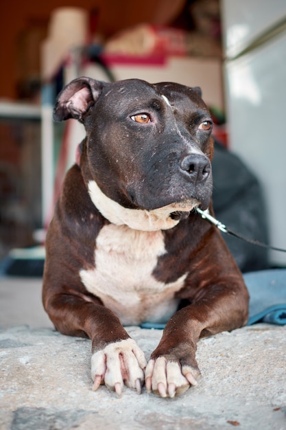 Foto um pitbull branco e marrom deitado no chão