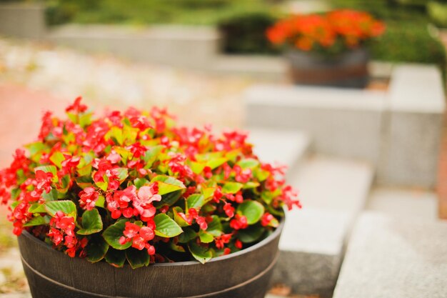 Um plantador com flores vermelhas na frente de uma parede de pedra