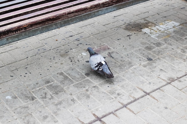 Um pombo cinza fica em uma telha suja