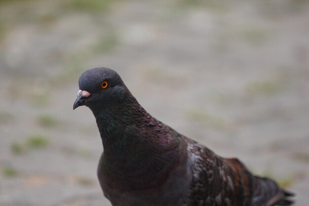 Um pombo com olhos laranja e bico preto está olhando para a câmera.