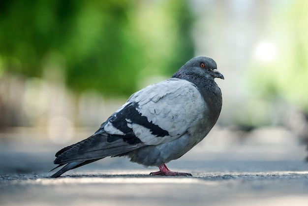 Um pombo doméstico andando no chão da cidade