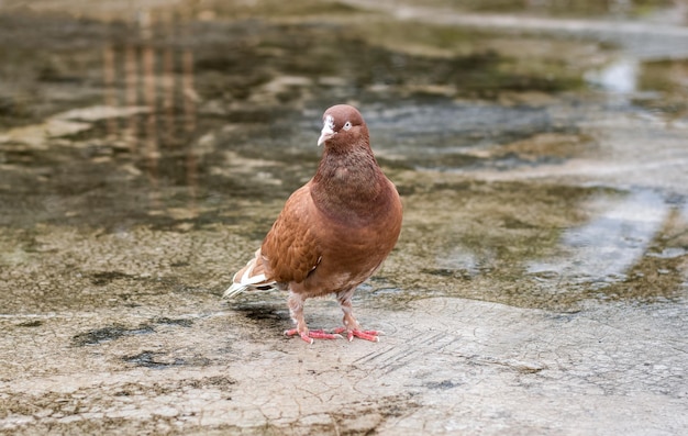 Um pombo doméstico vermelho parado no chão de concreto texturizado de perto