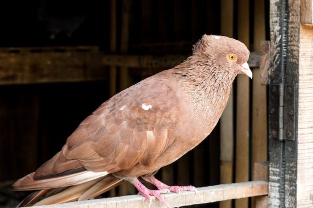 Um pombo parado na porta de um loft de perto