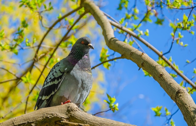 Um pombo senta-se em um galho de árvore na primavera.