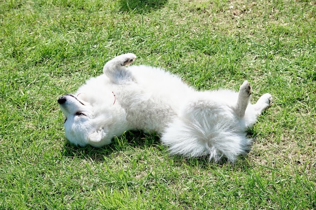 Um pomeranian japonês fofo branco balança na grama demonstrando mau comportamento