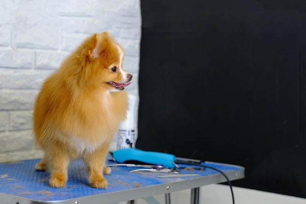 Um Pomeranian Pomeranian fica em uma mesa de preparação com um aparador de cabelo elétrico nele