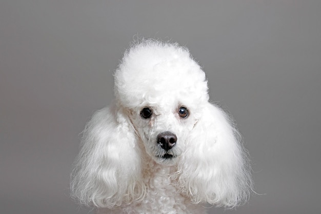 Foto um poodle com gola de pelo branco e olhos castanhos.