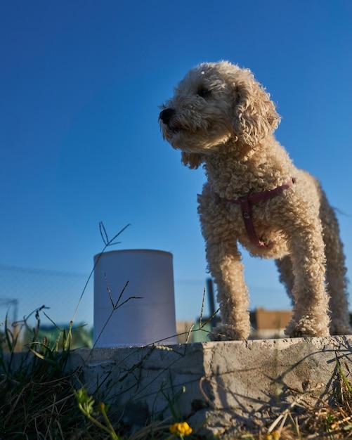 Um poodle de brinquedo branco iluminado pelo sol da noite