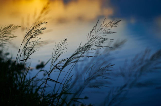 Um pôr do sol sobre um lago com grama ao vento