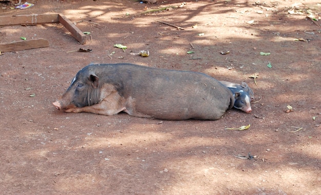Um porco com um leitão no pátio da aldeia. Banlung. Camboja