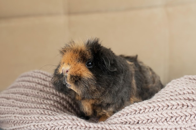 Um porco-da-índia ou cavy sentado em um campo de primavera com flores