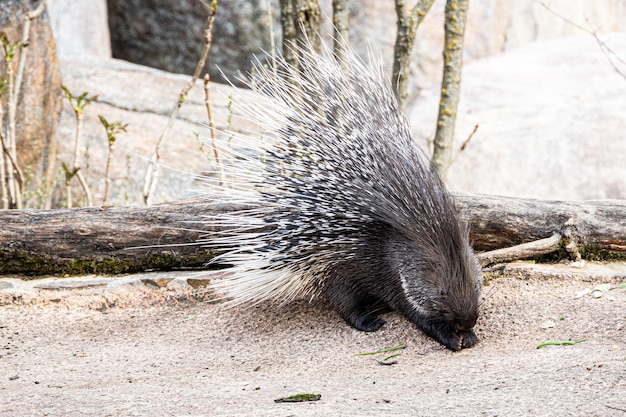 Foto um porco-espinho mastigando no zoo zurich switzerland