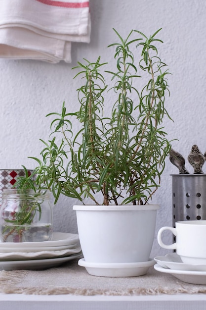 Um pote branco com uma planta dentro e uma chaleira prateada ao lado