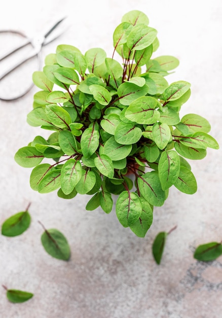 Um pote com microgreens sorrel fresco