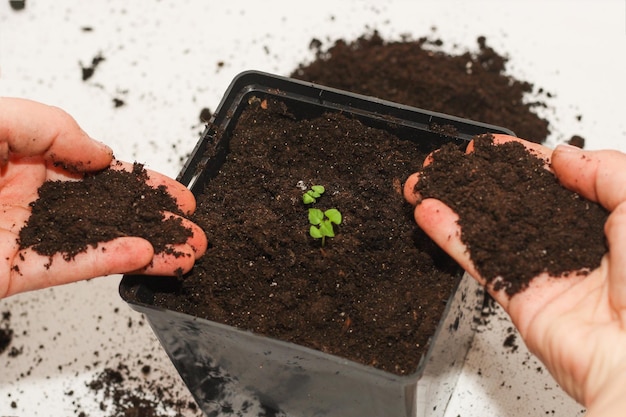 Um pote com uma planta de casa plantando uma muda verde